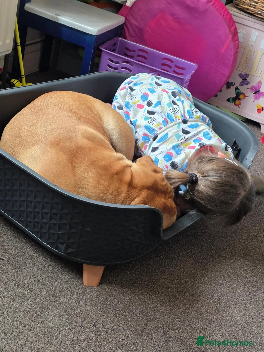 American Bulldog dogs for sale: Our beautiful Skye Dog in Great Yarmouth - Advert 2