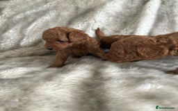 Toy Poodle dogs for sale: Kc deep red toy poodles  - Image 11