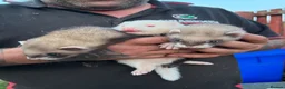 Ferret rodents for sale: Male young ferrets - Advert 3