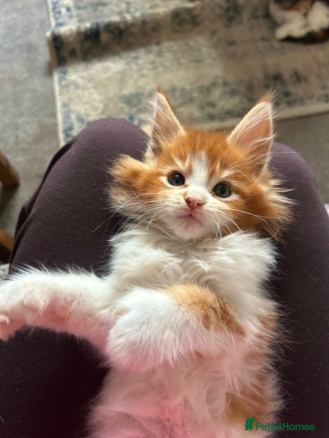 Maine Coon cats for sale: Maine coon kittens - Advert 5