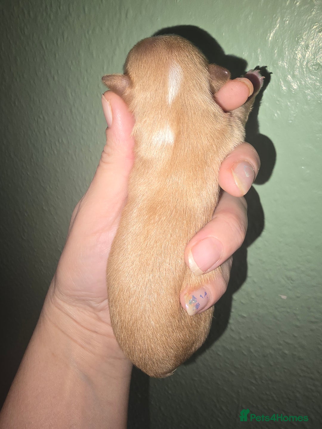 Yorkshire Terrier dogs for sale: wonderful puppies yorkshire terrier - Advert 15