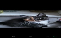 Domestic Shorthair cats for sale: Beautiful kittens need homes - Image 5