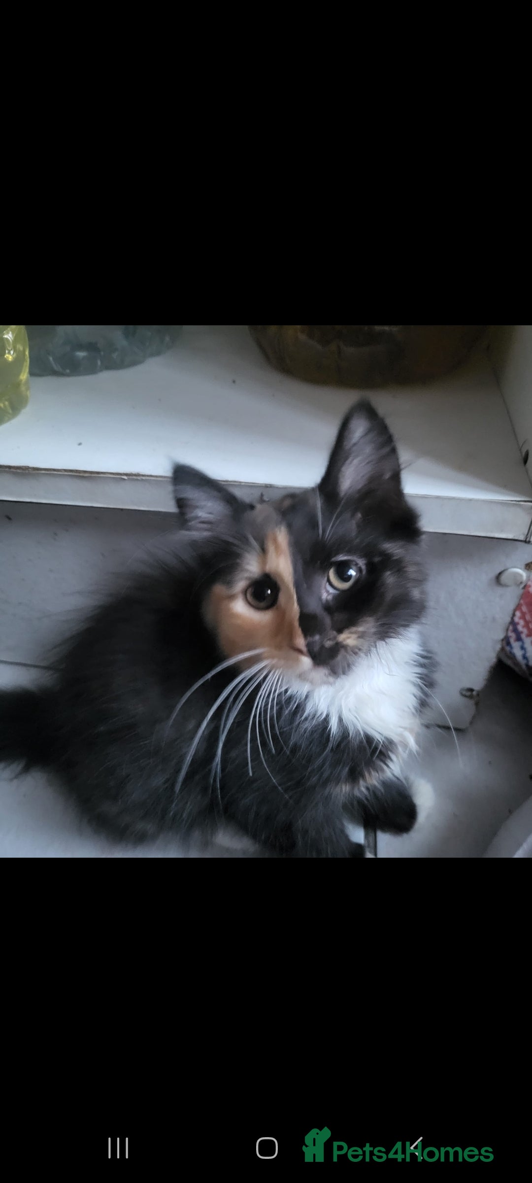 Domestic Shorthair cats for sale: Beautiful kittens need homes - Image 5