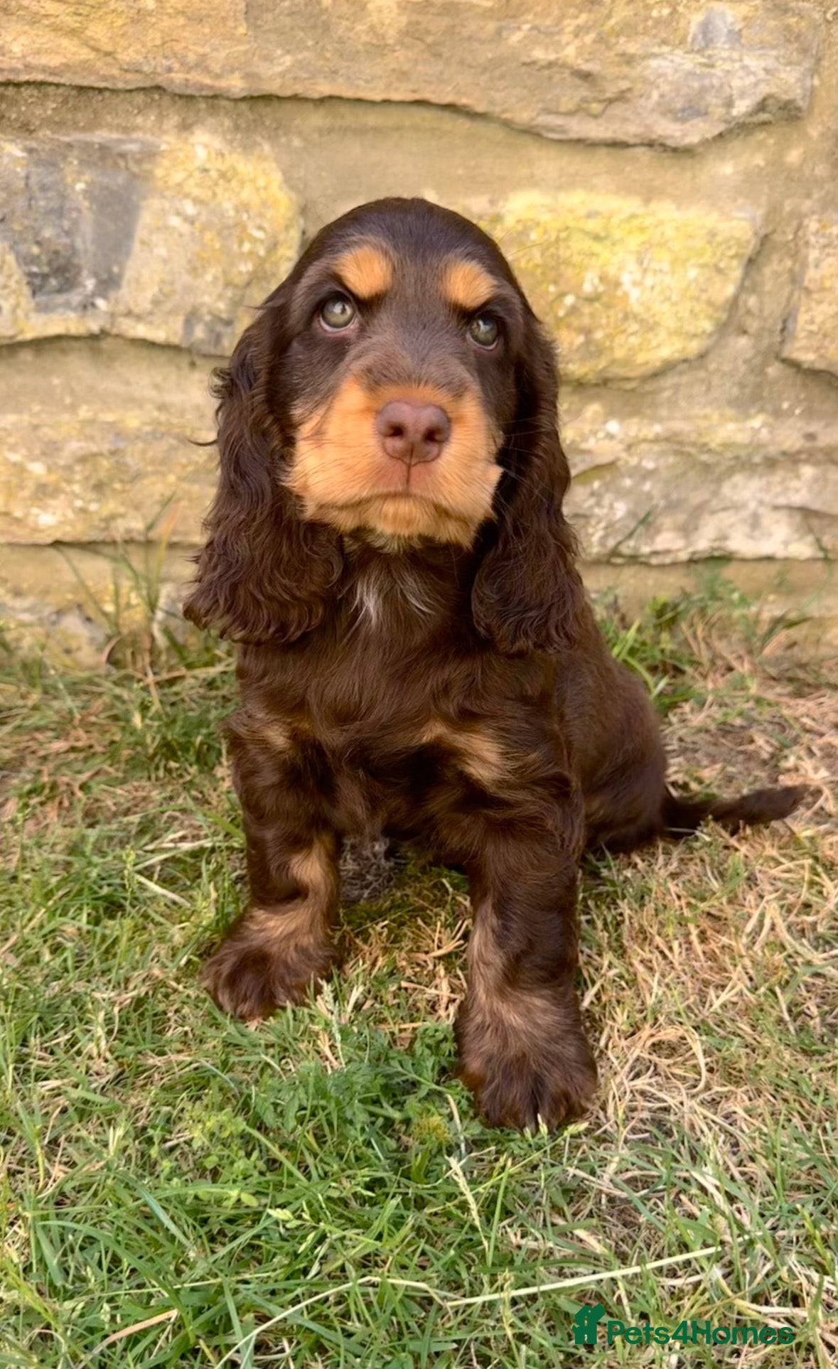 Cocker Spaniel dogs 🤎Last Girl Available 🤎 - Advert 11