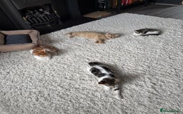 Domestic Shorthair cats for sale: Family-Raised Kittens, Friendly, Playful Ready Now - Image 3