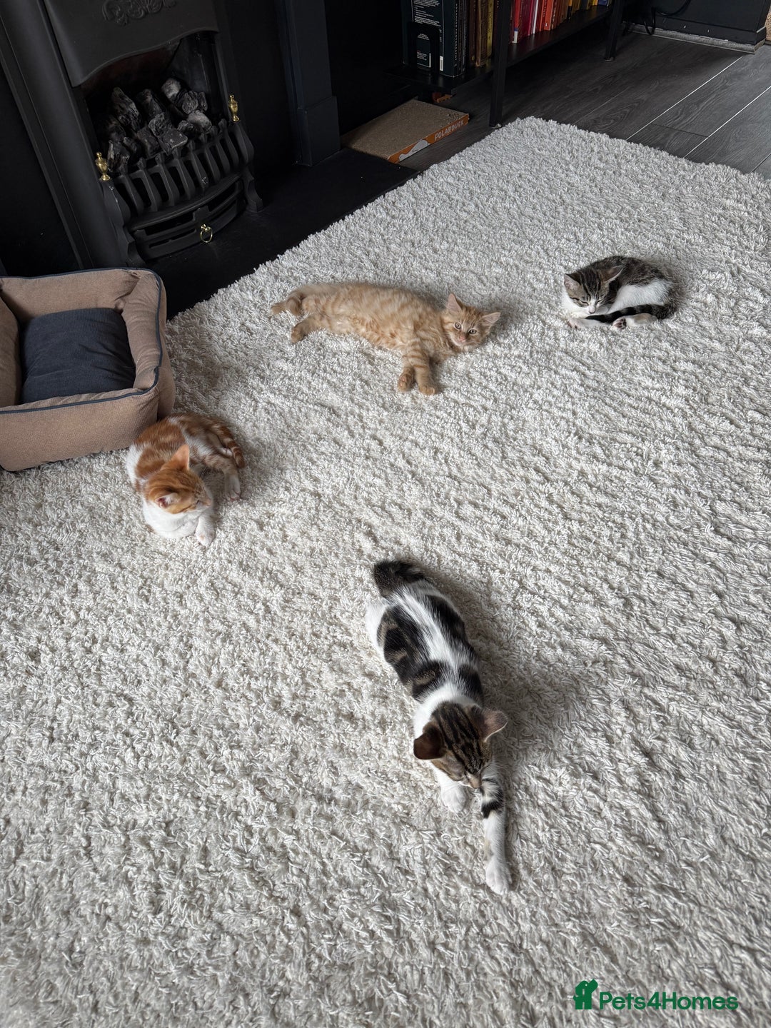 Domestic Shorthair cats for sale: Family-Raised Kittens, Friendly, Playful Ready Now - Image 3