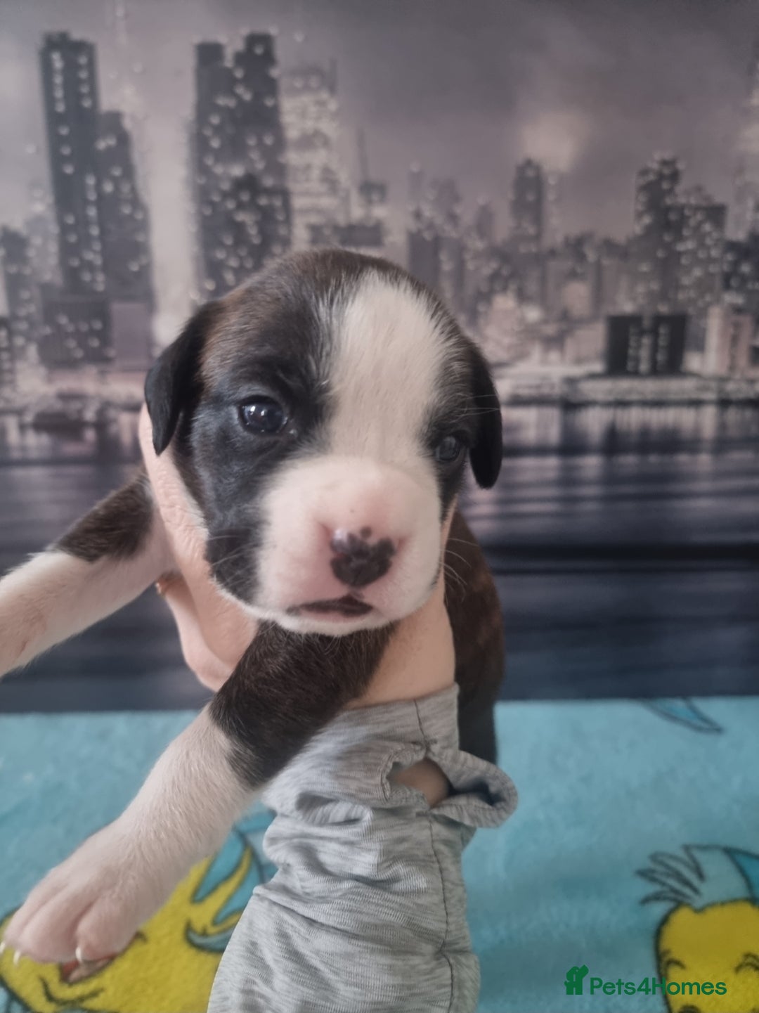 Boxer dogs for sale: Boxer puppy - Advert 1