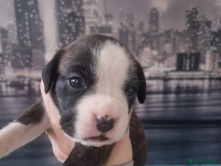 Boxer dogs Boxer puppy - Advert 1