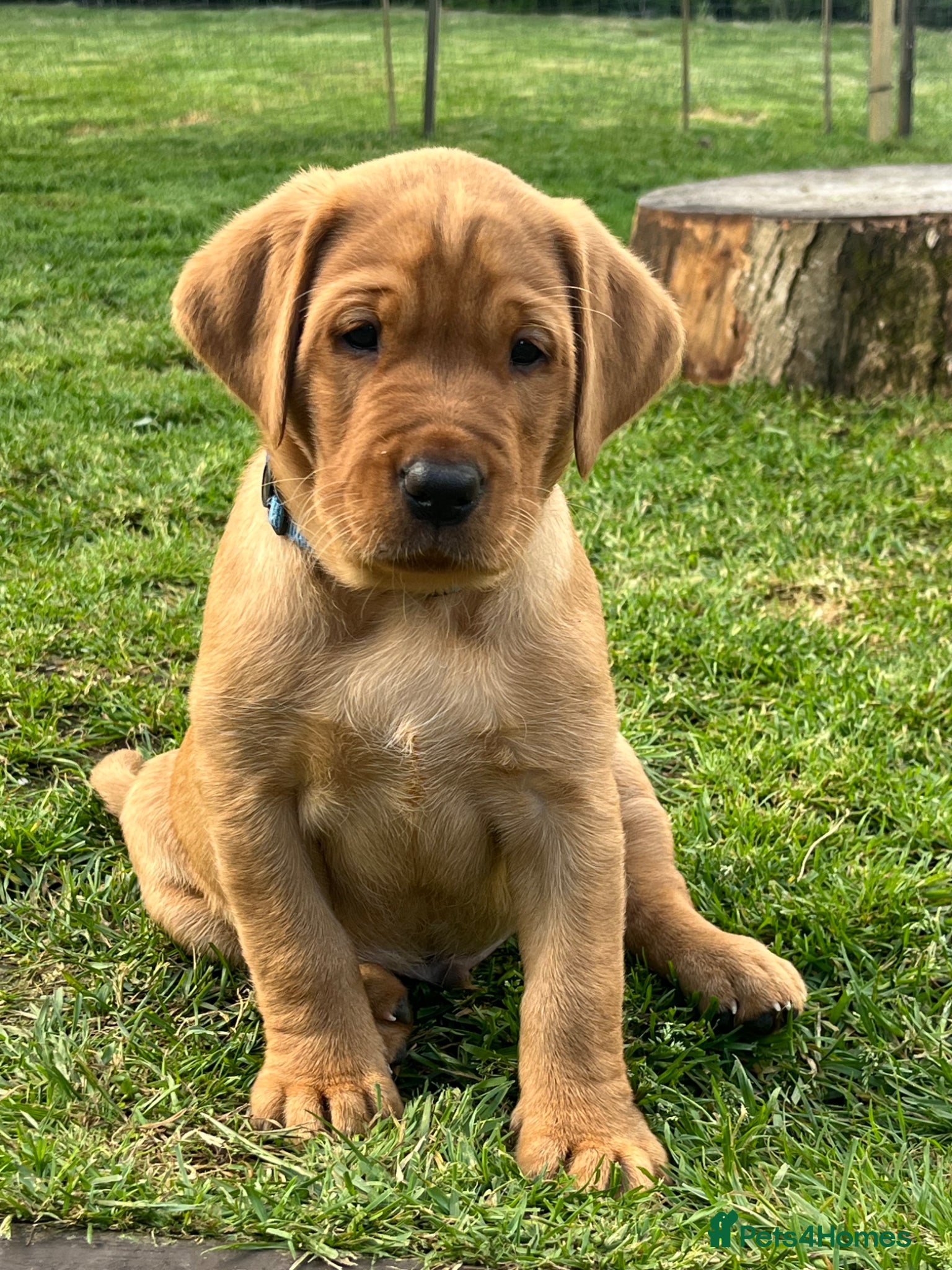 Labrador Retriever dogs for sale: Stunning Labrador pups - Advert 13