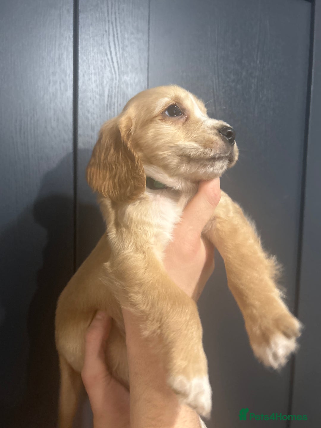 Cocker Spaniel dogs for sale: 3 Cocker Spaniel Puppies. 💙💙💙 - Advert 21