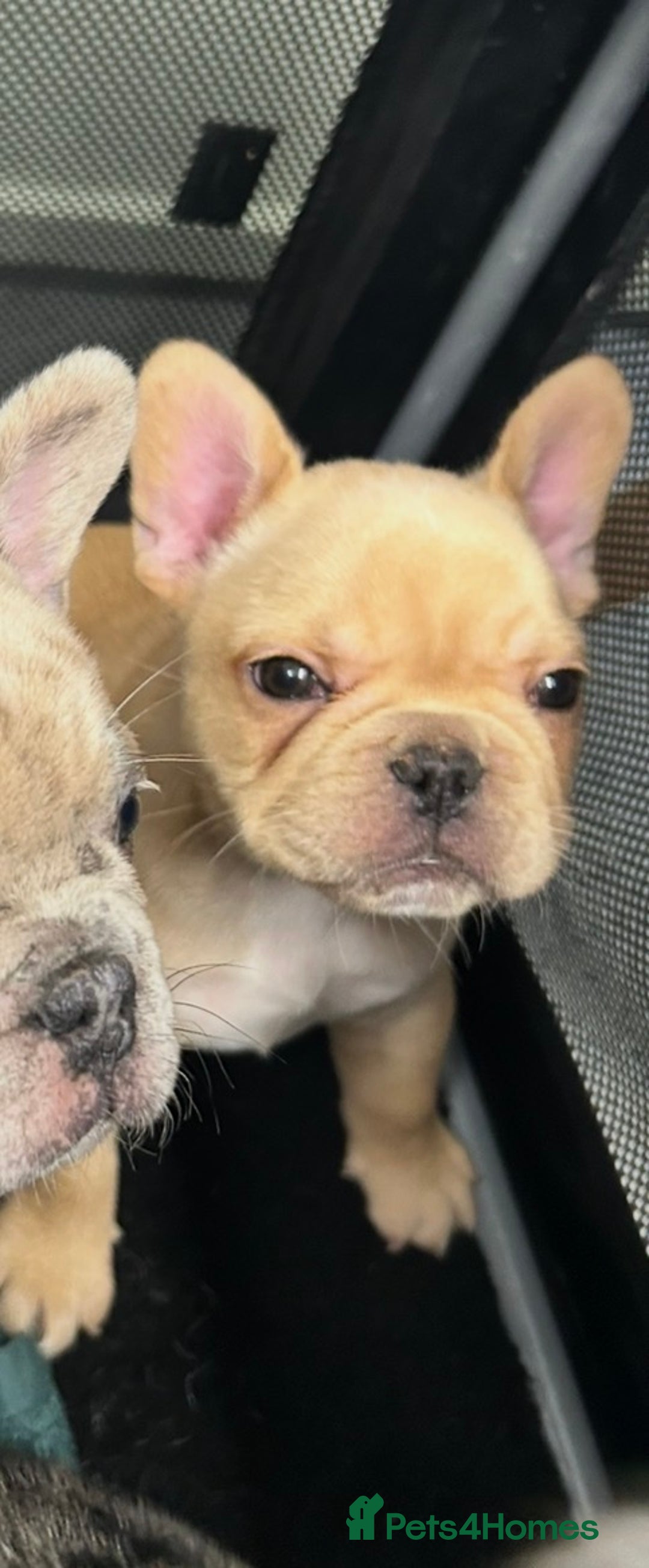 French Bulldog dogs for sale: Merle french bulldogs puppies  - Advert 7