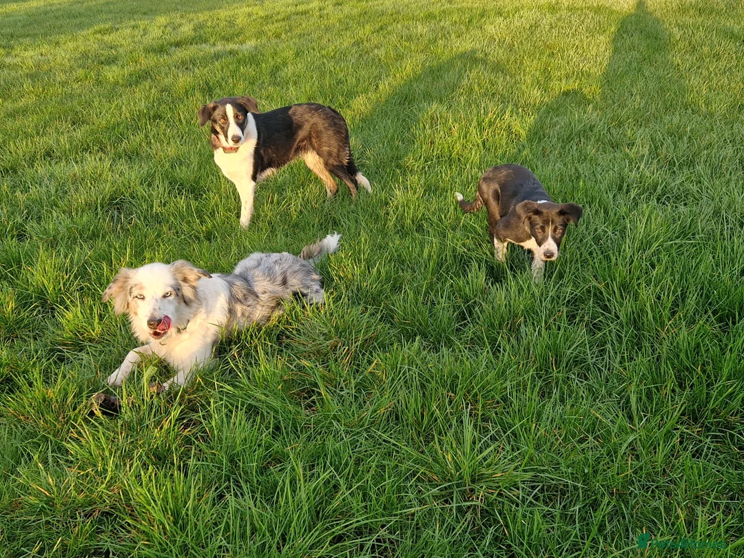 Border Collie dogs for sale: New home needed for one pup - Advert 2