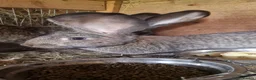 Continental Giant rabbits for sale: Continental Giant rabbits - Advert 4