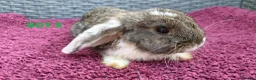 Mini Lop rabbits for sale: Cute French x Mini Lop Ready to Go!!! - Advert 14