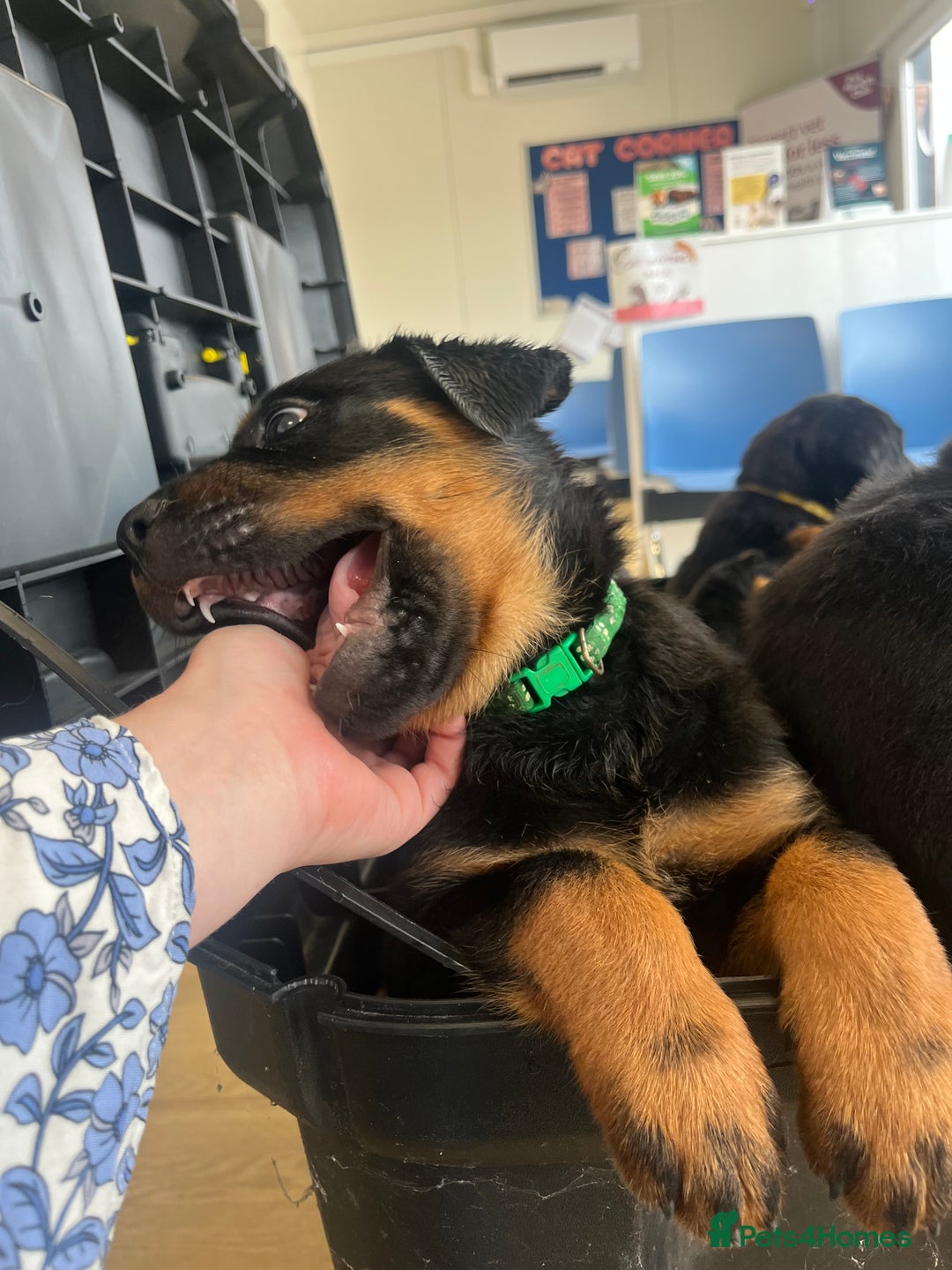 Rottweiler dogs for sale: X1 female rottweiler puppy left! 8 weeks old today in Evesham - Image 6