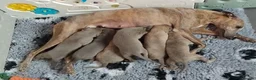 Whippet dogs for sale: KC Registered True to type whippets - Advert 2