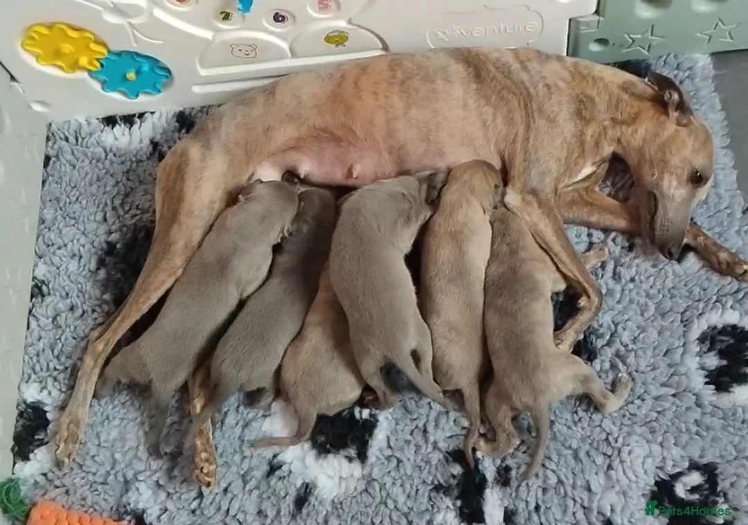 Whippet dogs for sale: KC Registered True to type whippets - Advert 2