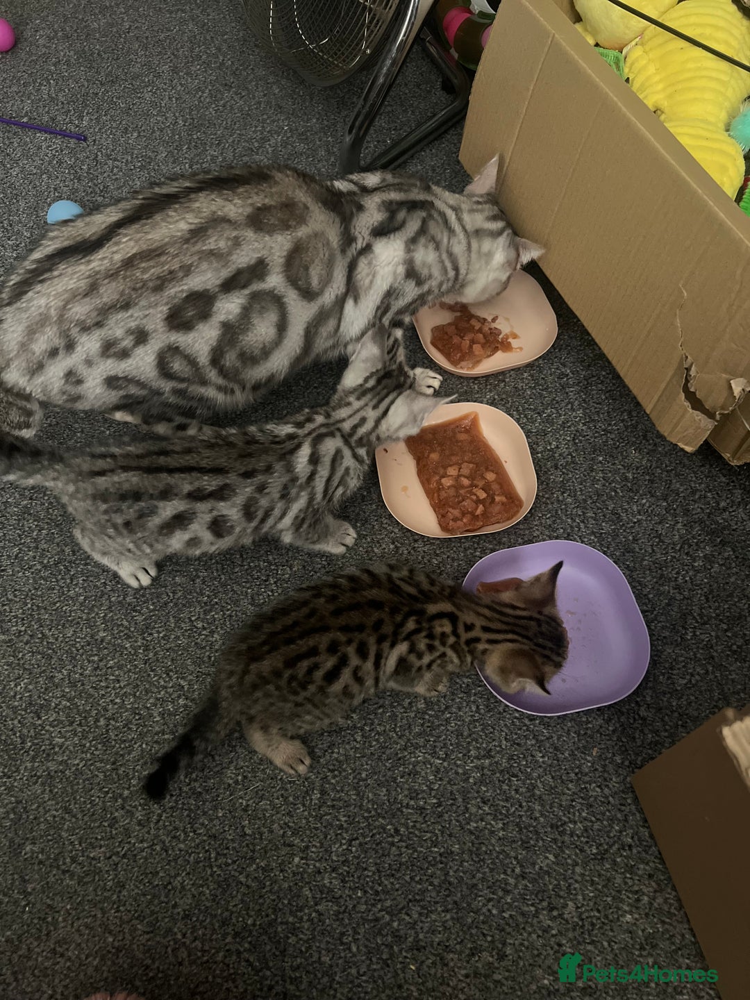 Bengal cats for sale: One remaining Male Bengal for sale - Image 2
