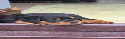 Rottweiler dogs for sale: 3 Male Rottweiler puppies  in Worksop - Advert 2