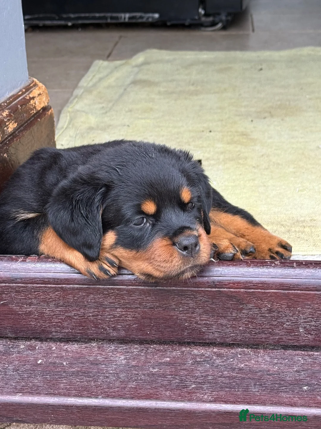 Rottweiler dogs for sale: 3 Male Rottweiler puppies  in Worksop - Advert 2