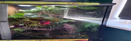Gecko reptiles for sale: Breeding pair of crested geckos - Advert 10