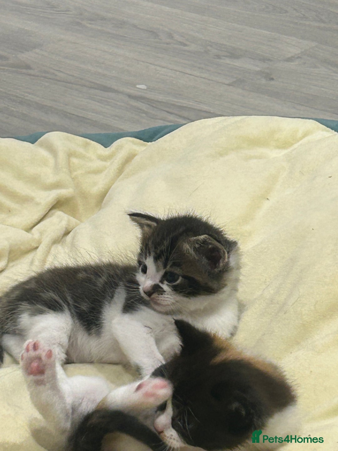 British Shorthair cats for sale: Beautiful British short hair x Maine coone kittens - Image 7