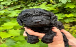Cockapoo dogs for sale: Last 2 girls- F1 Cockapoos- DNA tested - Image 2