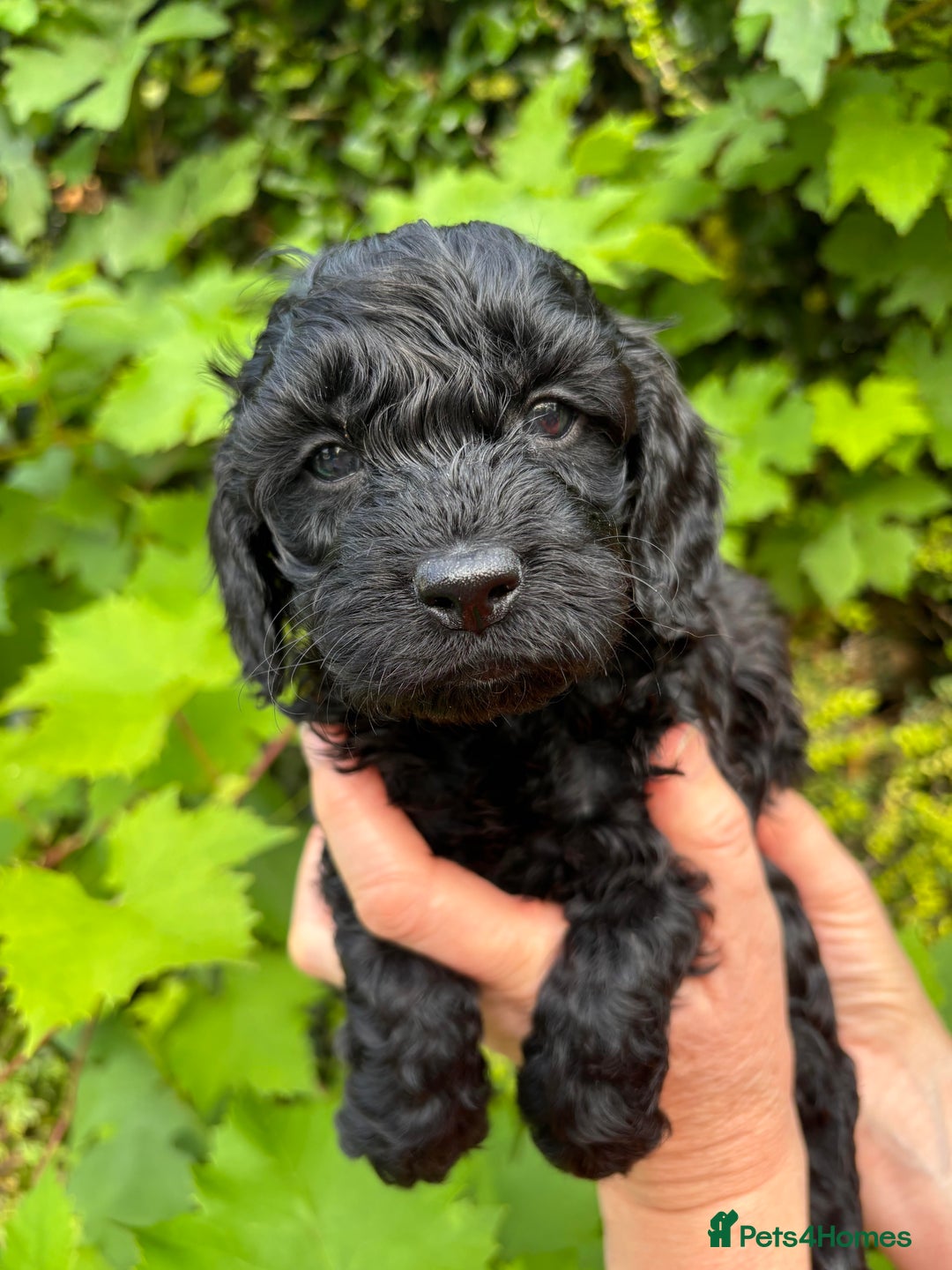 Cockapoo dogs for sale: Last 2 girls- F1 Cockapoos- DNA tested - Image 2
