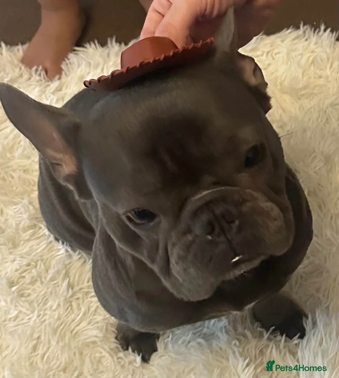 French Bulldog dogs for sale: 23 Month old French Bulldog for rehoming in Colchester - Advert 2