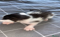 Mixed Breed cats for sale: 5 kittens  - Image 5