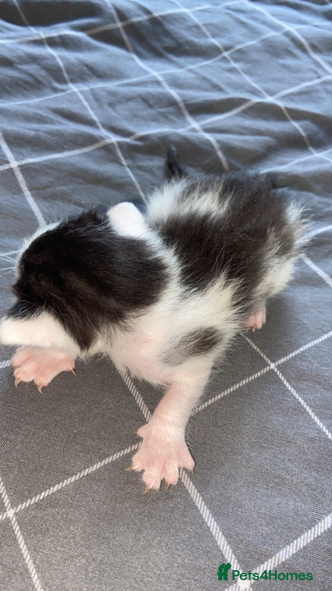 Mixed Breed cats for sale: 5 kittens  - Image 5