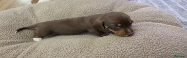 Miniature Dachshund 3 brown and tan male 