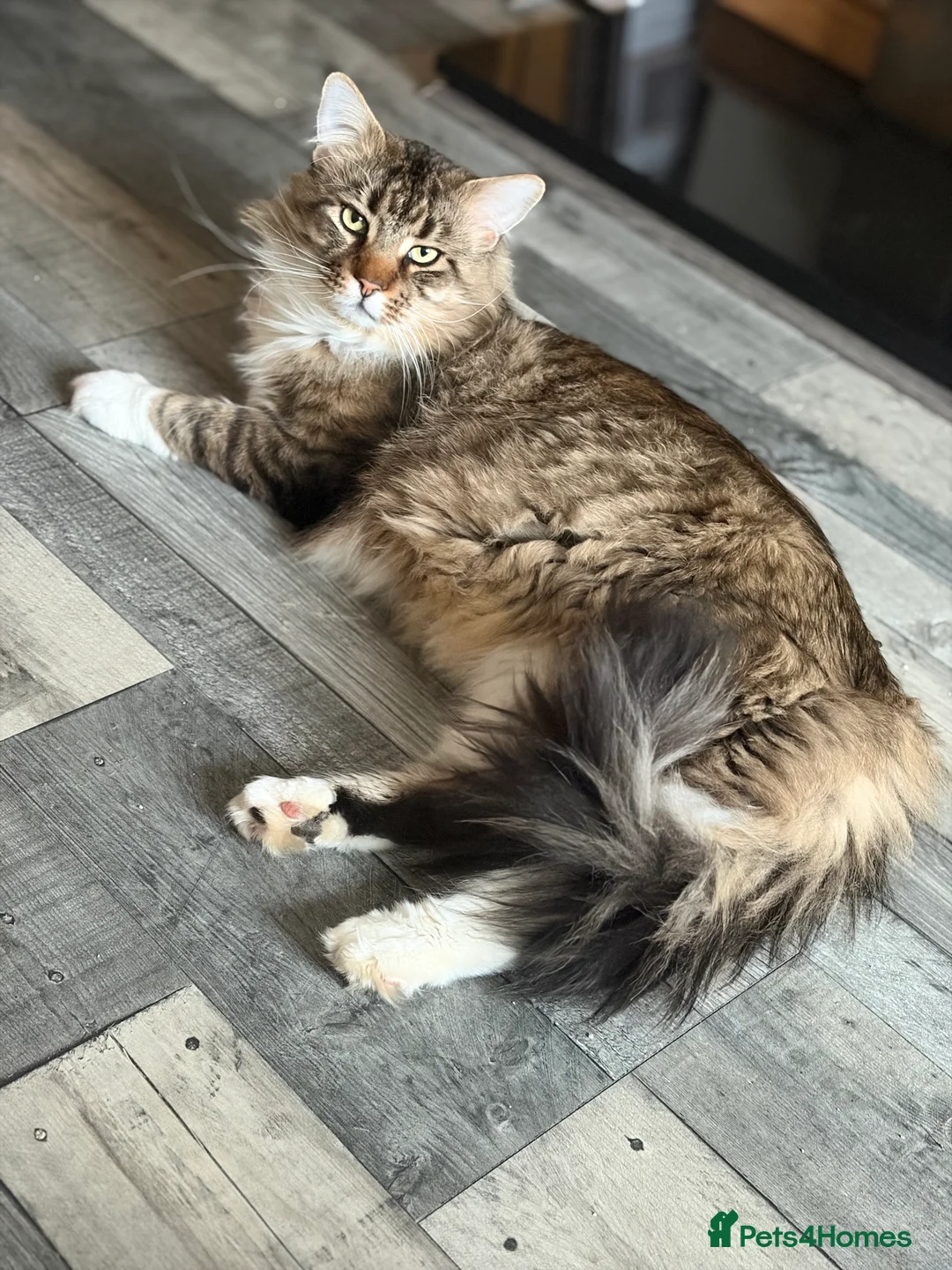Maine Coon cats for sale: Maximus - Advert 1