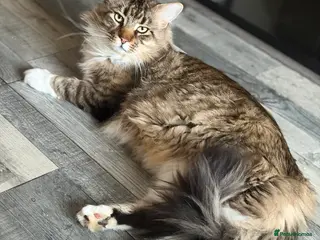 Maine Coon cats Maximus - Advert 2