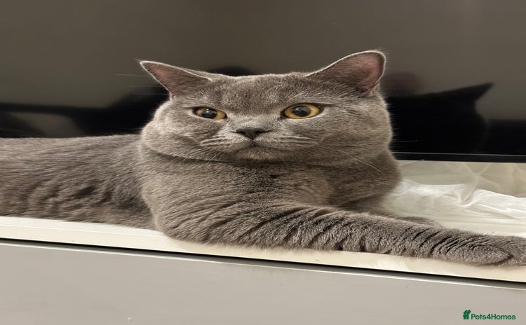 British Shorthair cats - Advert 3