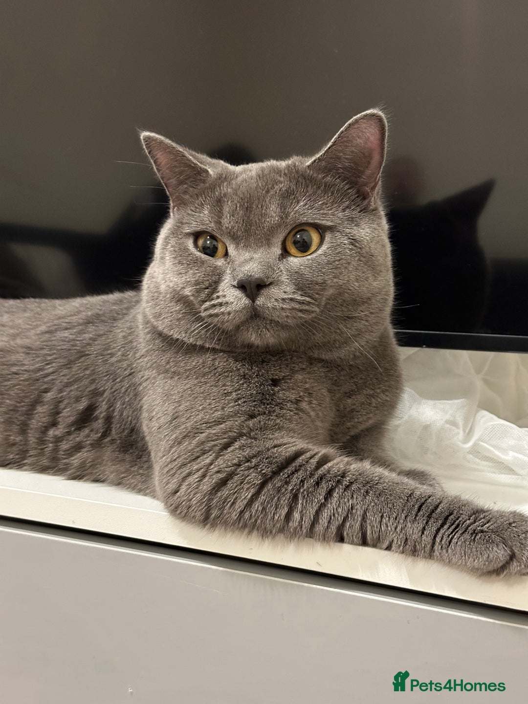 British Shorthair cats for stud: Big boy CJ Blu British short hair for stud  - Image 1