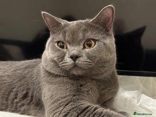 British Shorthair cats - Advert 7