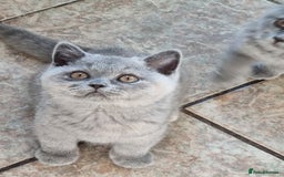 British Shorthair cats for sale: British Shorthair kittens.  - Image 3