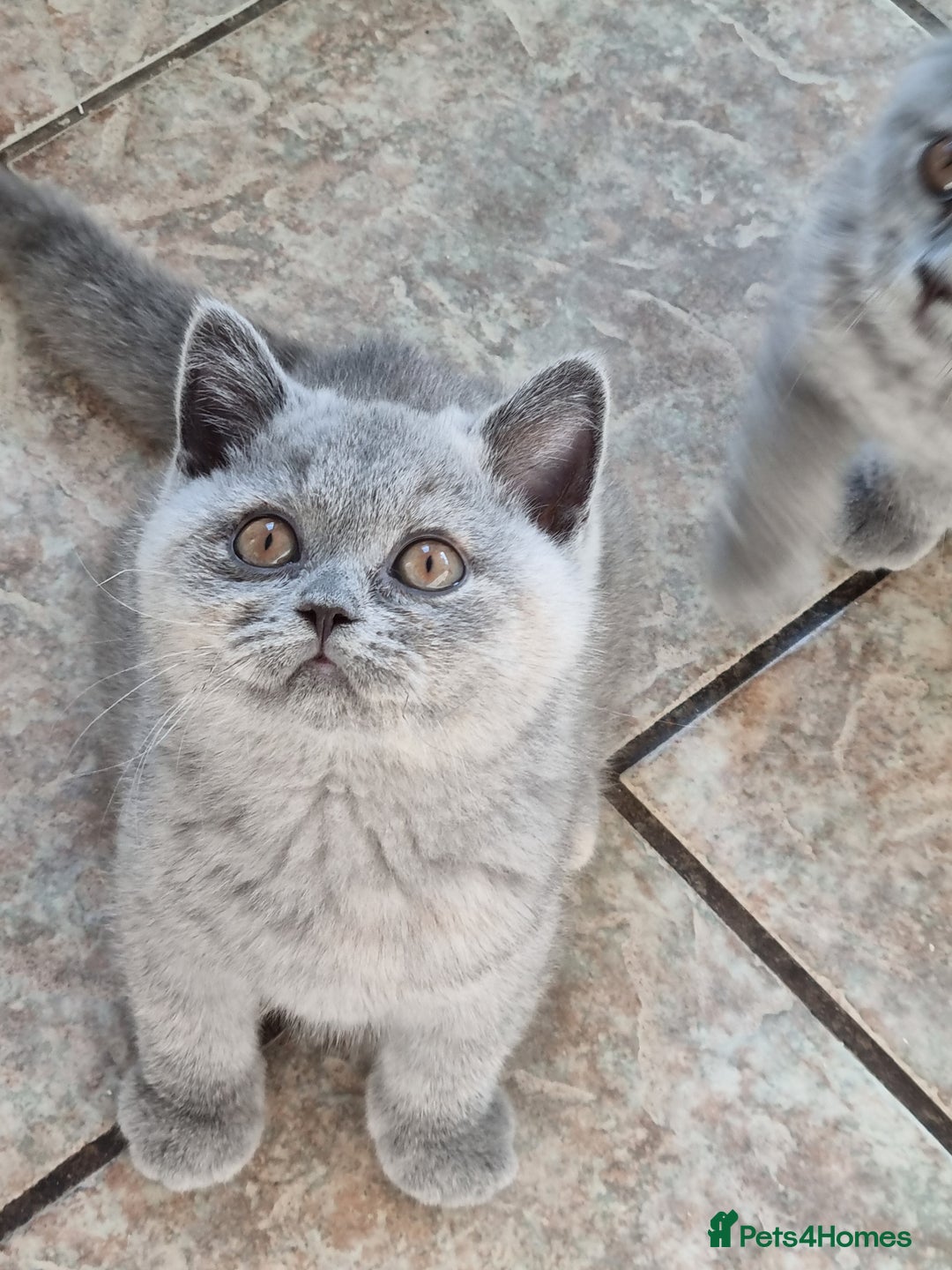 British Shorthair cats for sale: British Shorthair kittens.  - Image 3