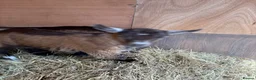 Goats livestock for sale: Purebred Pygmy goat kids  - Advert 4