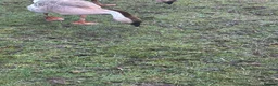Geese poultry for sale: Pair of African geese  - Advert 5