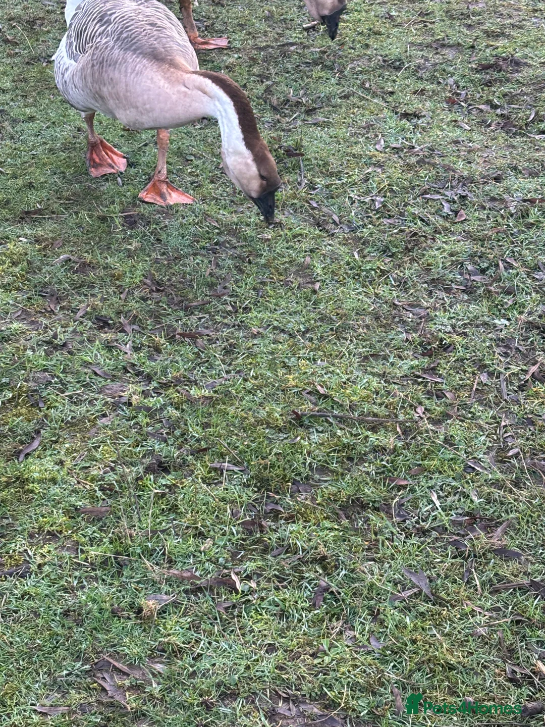 Geese poultry for sale: Pair of African geese  - Advert 5