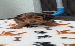 Dachshund dogs for sale: KC Registered Quality Mini Dachshunds long hair  - Image 25
