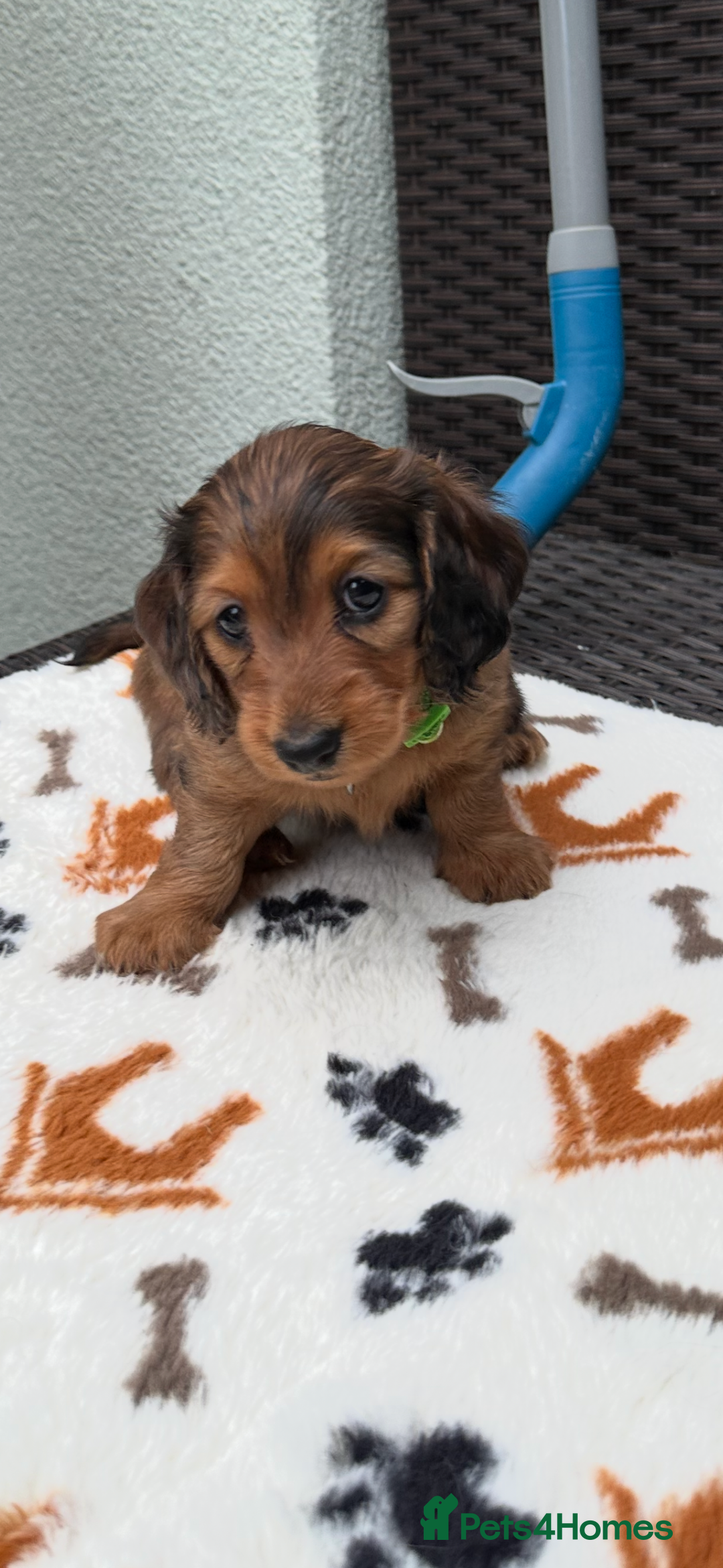 Dachshund dogs for sale: KC Registered Quality Mini Dachshunds long hair  - Image 25