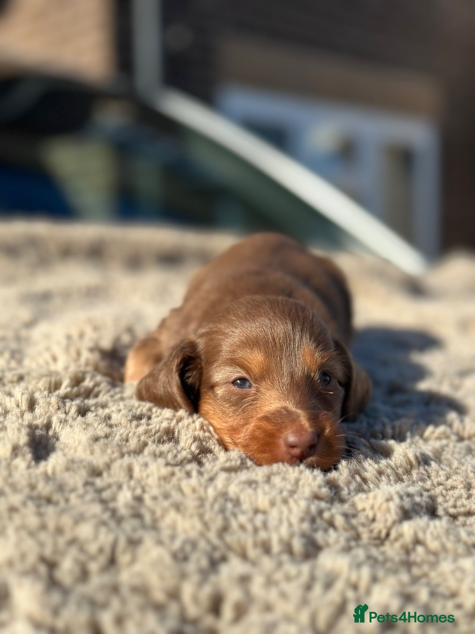 Miniature Dachshund dogs ✨KC PRA CLEAR miniature longhair dachshund  - Advert 3