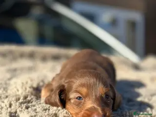 Miniature Dachshund dogs ✨KC PRA CLEAR miniature longhair dachshund - Advert 3