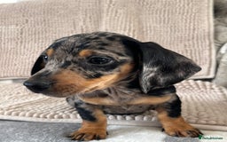 Dachshund dogs for sale: Datchund pups   - Image 9