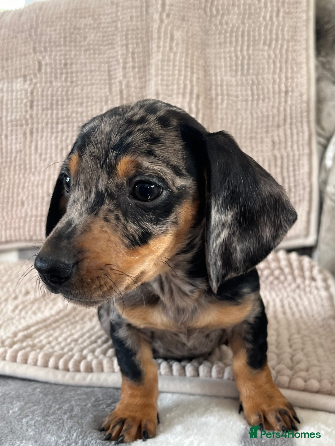 Dachshund dogs for sale: Datchund pups   - Image 9