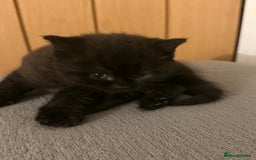 Mixed Breed cats for sale: 3 beautiful kittens  - Image 13