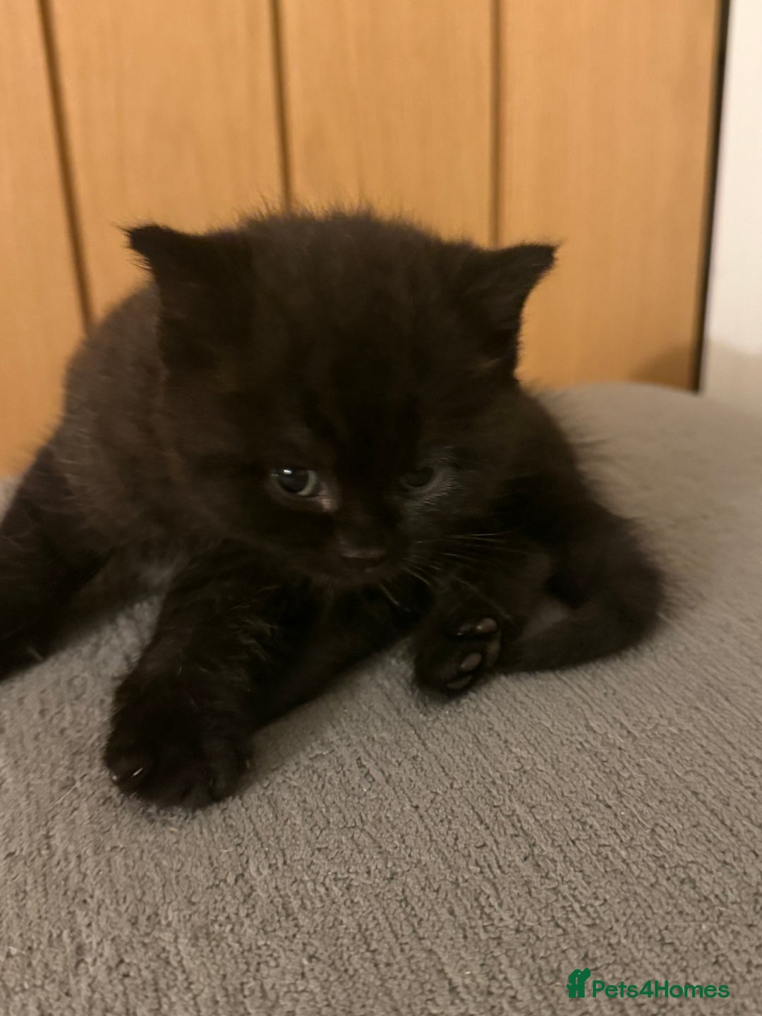 Mixed Breed cats for sale: 3 beautiful kittens  - Image 13